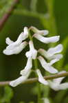 Carolina vetch